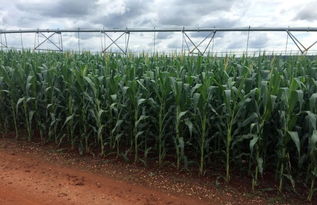 貿易戰推動巴西大豆種植熱潮，迎合中國市場機遇