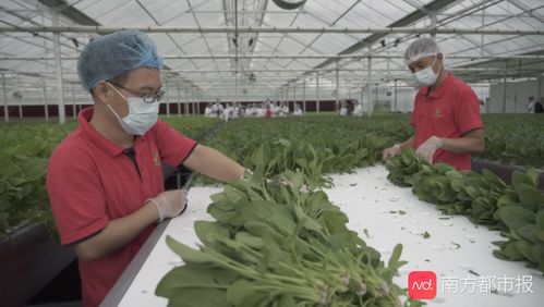 揭秘廣州植物工廠 半升水育一株菜，谷物種植新篇章